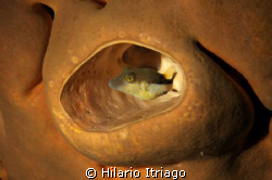 Puffer in sponge. Taken wth a self made snoot. by Hilario Itriago 